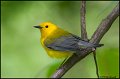_0SB9537 prothonotary warbler